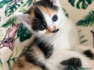 Mixed Breed cats 3 beautiful female kittens - Advert 5