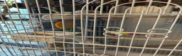 Budgerigars birds for sale: 2 budgies with there own cage set up  in Walton on the Naze - Advert 17