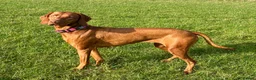 Hungarian Vizsla dogs for sale: Beautiful KC reg Vizsla pups - champion bloodline - Advert 11