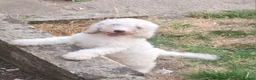 Cockapoo dogs for sale: Three Cockapoo Puppies Ready Now! - Advert 3