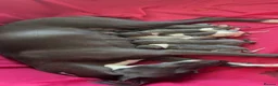 Whippet dogs for sale: Whippet KC pregnancy confirmed - Advert 7