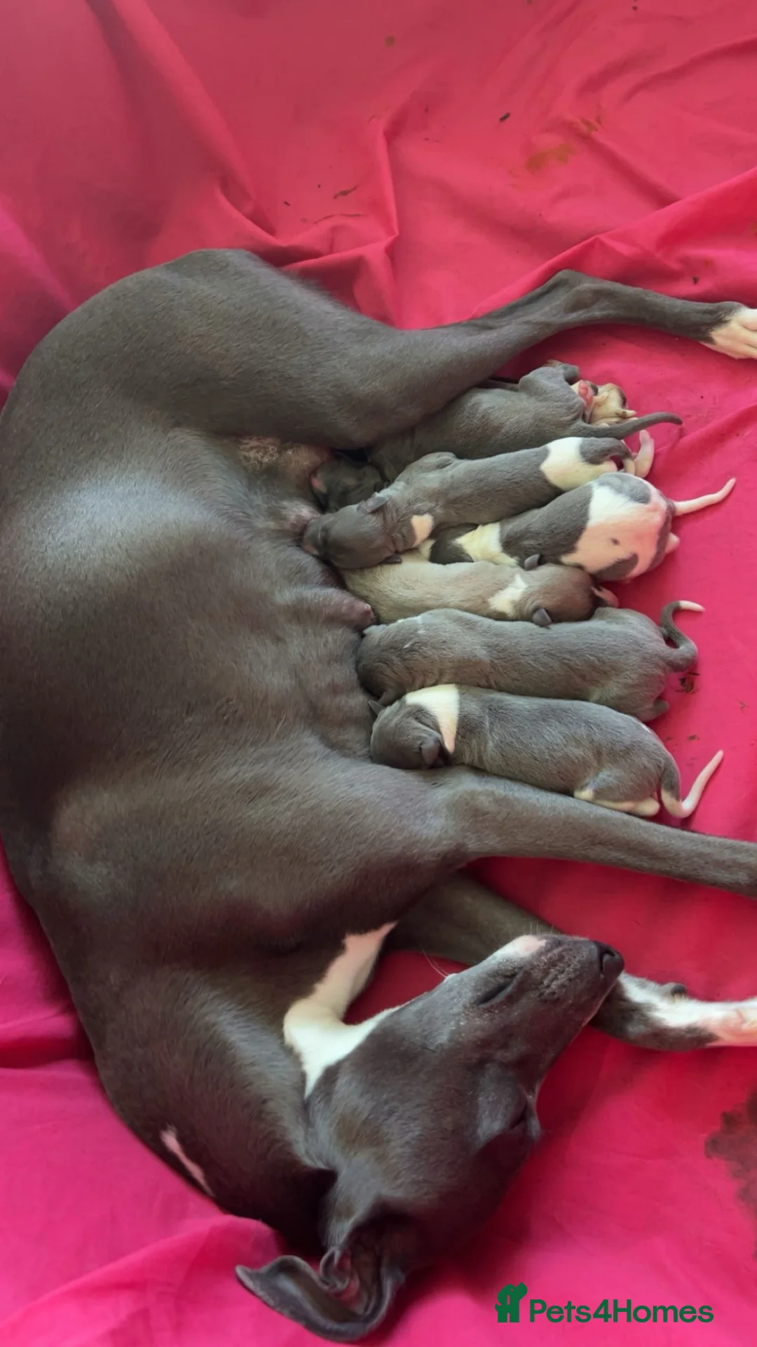 Whippet dogs for sale: Whippet KC pregnancy confirmed - Advert 7