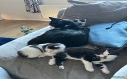 Domestic Shorthair cats for sale: Beautiful dotty kitten  - Image 6