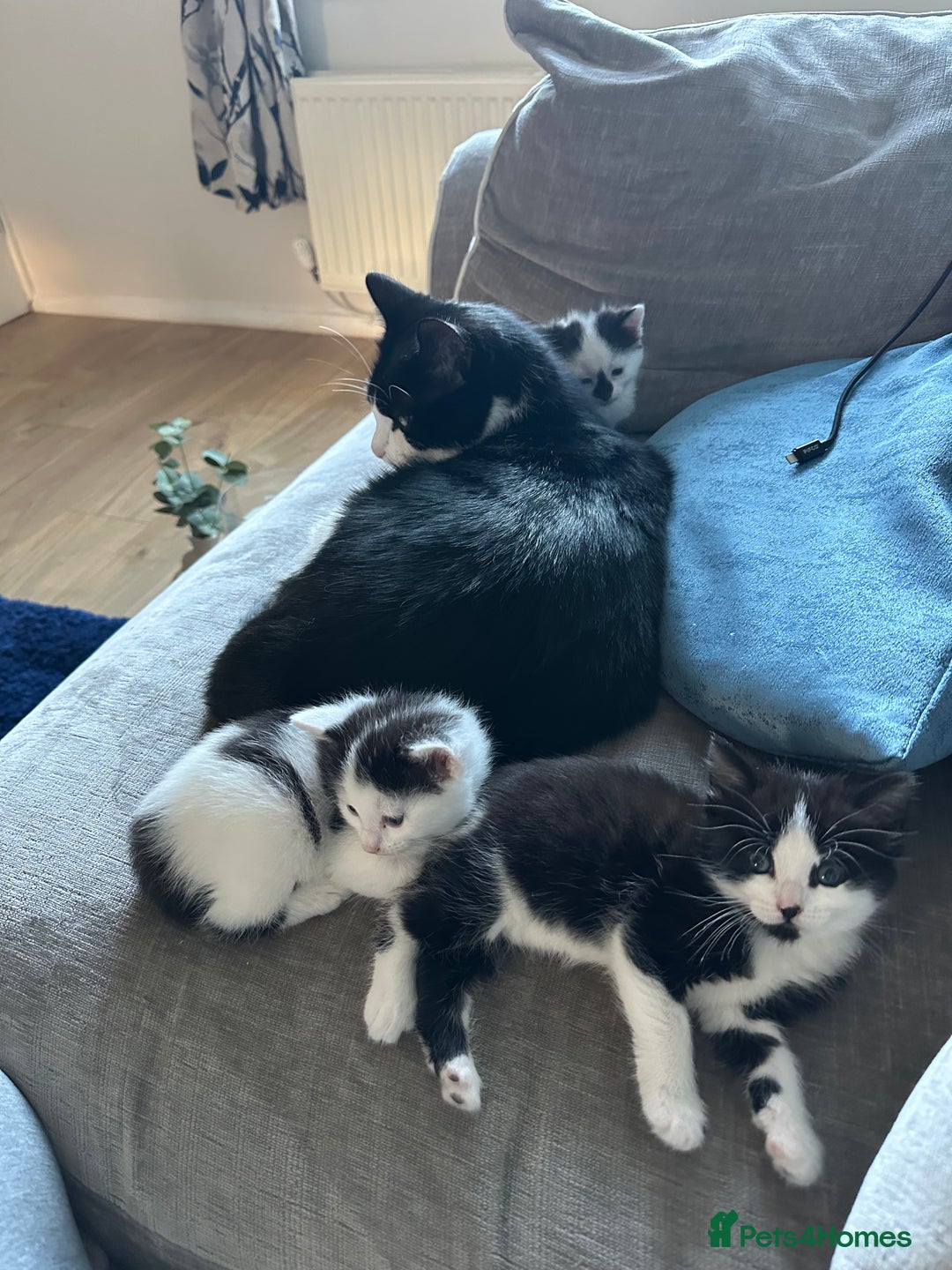 Domestic Shorthair cats for sale: Beautiful dotty kitten  - Image 6