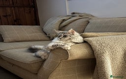 Maine Coon cats for sale: Female Maine coon  - Image 7