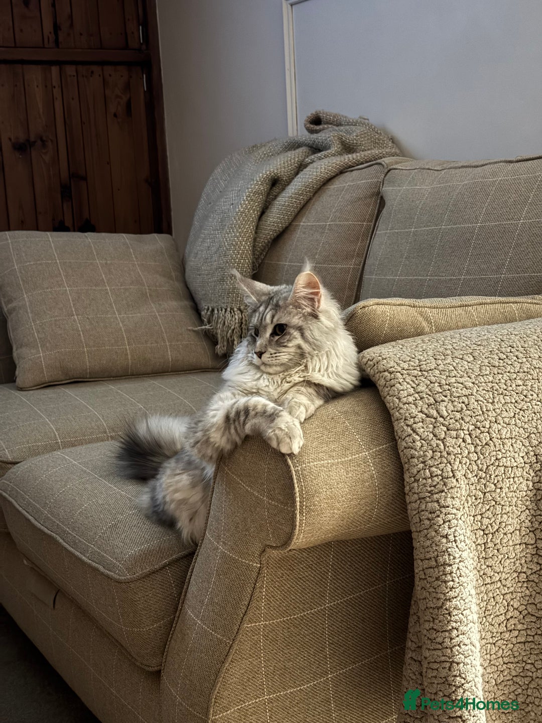 Maine Coon cats for sale: Female Maine coon  - Image 7