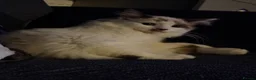 Ragdoll cats for sale: Male ragdoll - Advert 3