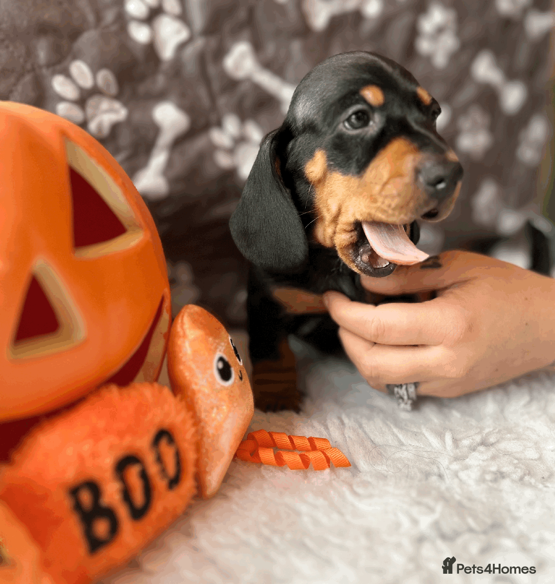 Dachshund dogs for sale: Beautiful Dachshund Puppies Ready to go 8th Nov  - Image 20