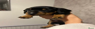 Miniature Dachshund Puppy 1