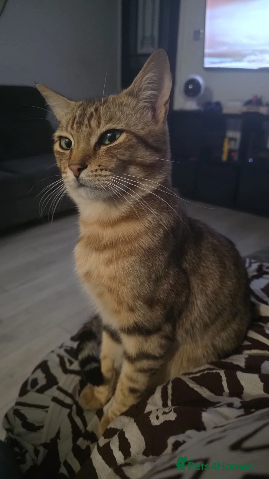 British Shorthair cats for sale: Tabby short hair/mix breed - Advert 2
