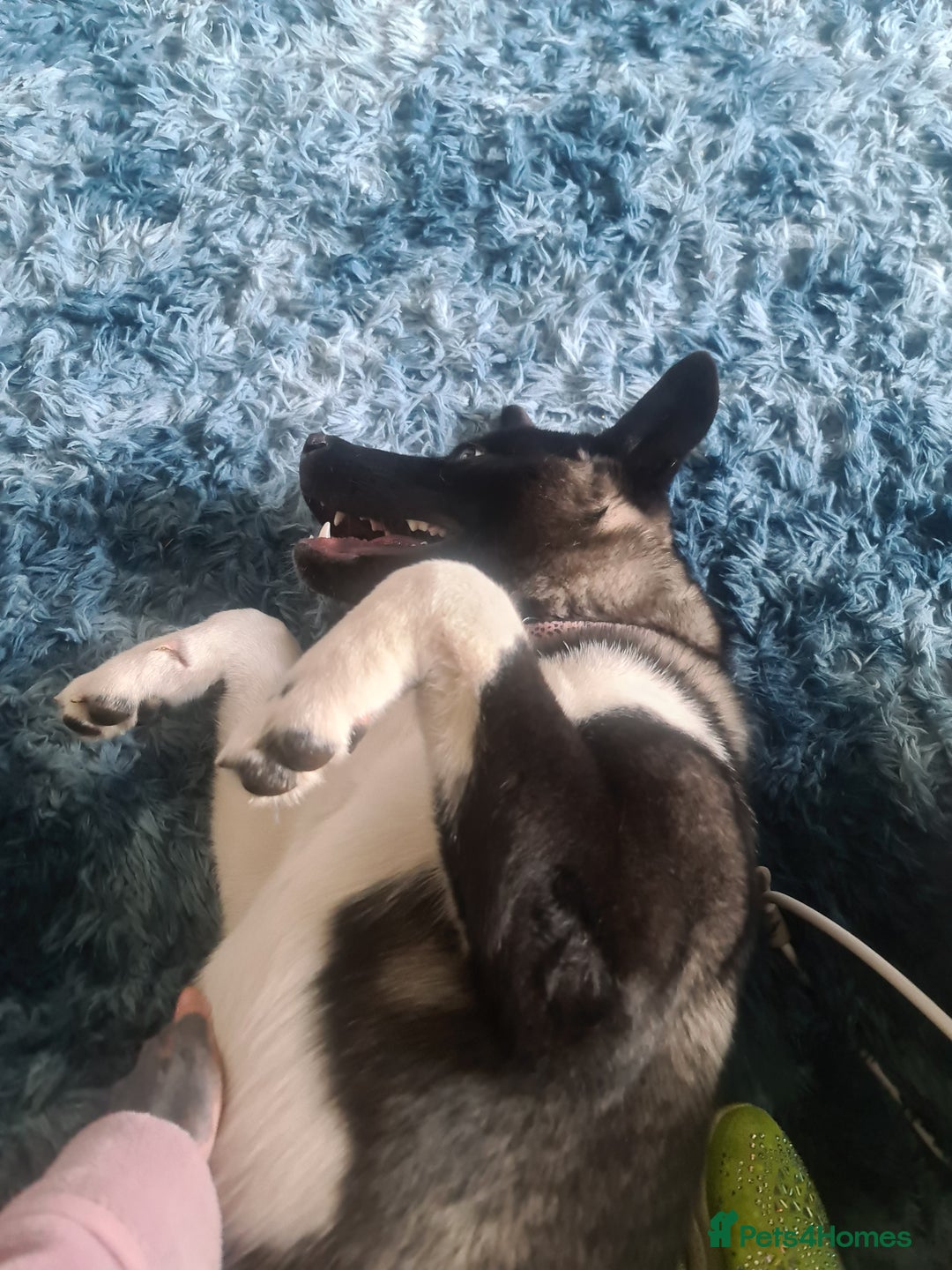 Akita dogs for sale: 13 month old Female Akita - Advert 5