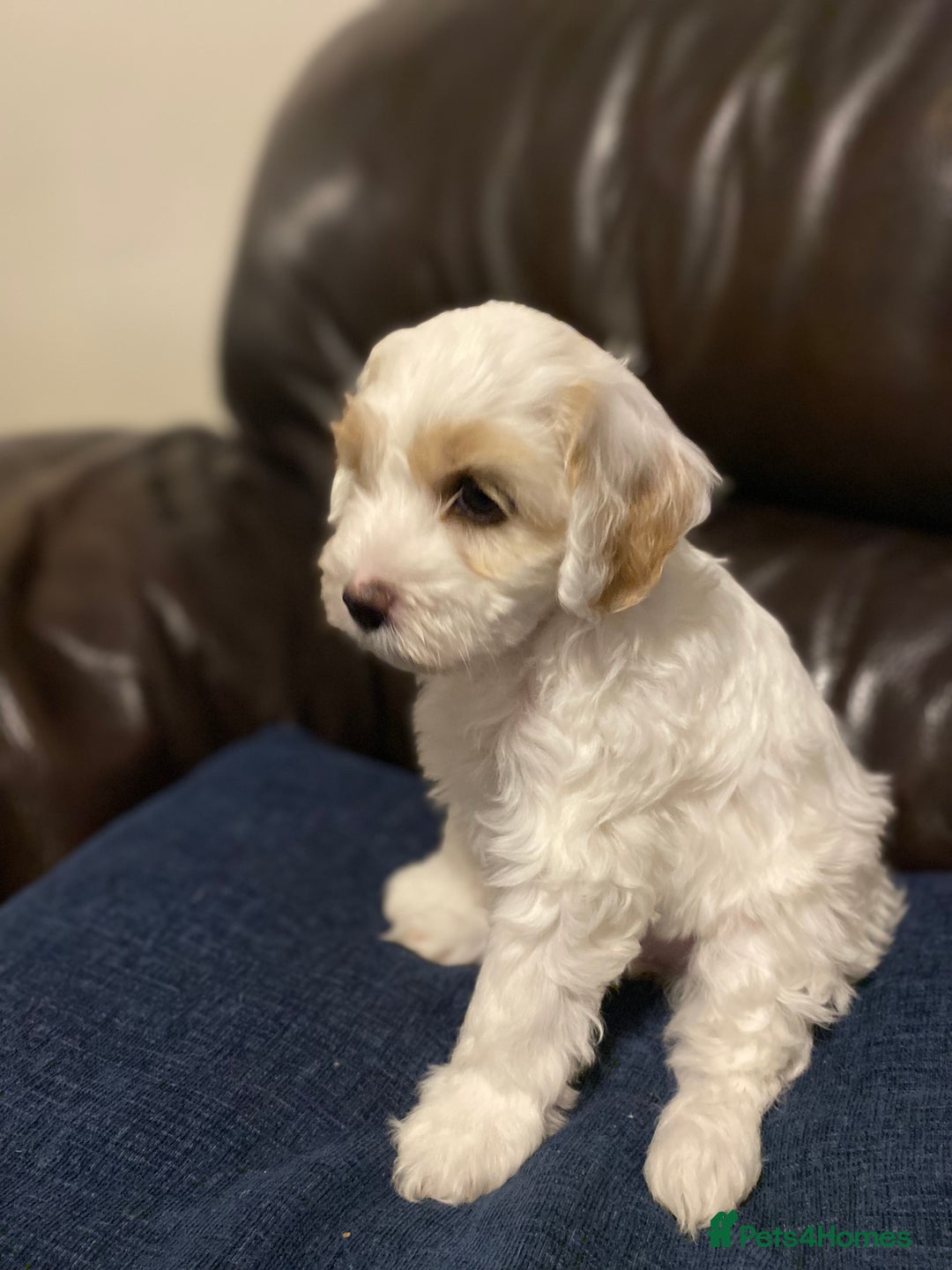 Cockapoo dogs for sale: Beautiful cockapoo puppy’s  - Image 13