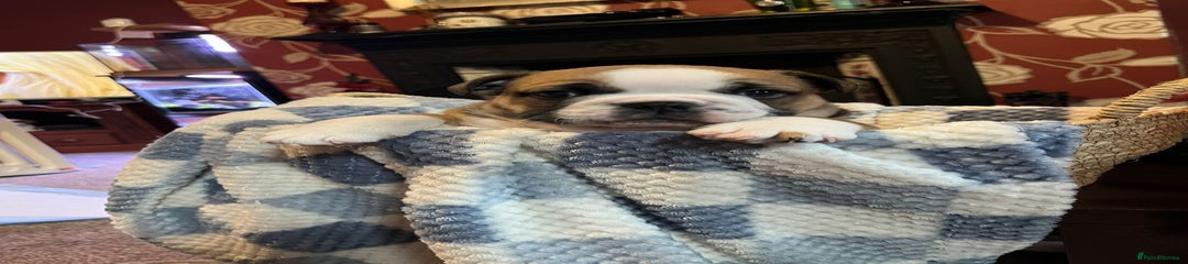 elvis