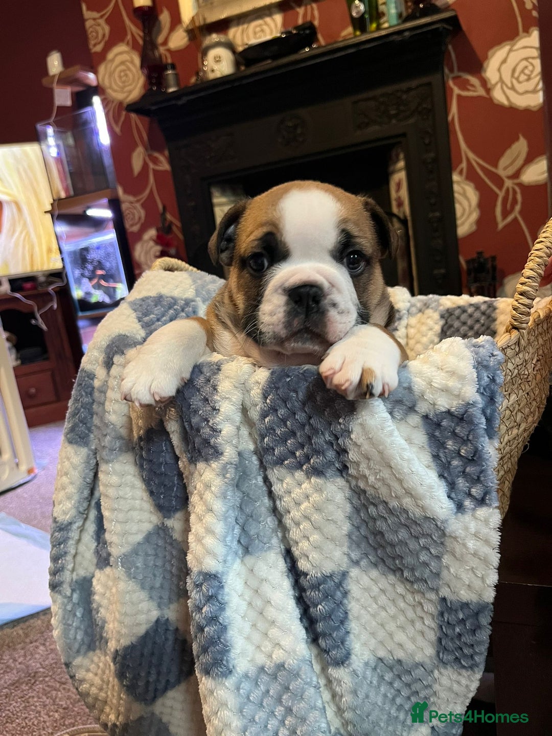 English Bulldog dogs for sale: 💙💗 exceptional English bulldog puppies 💗 💙  - Image 20