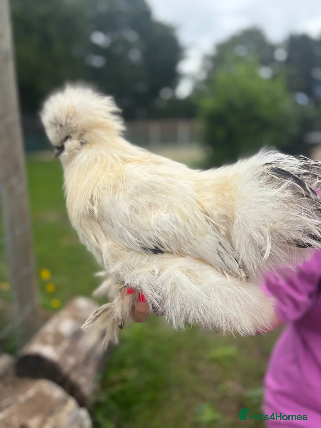 Chickens poultry for sale: Pure bred silkie cockerel  in Newark - Advert 4