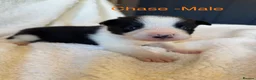 Border Collie dogs for sale: Pure Bred Border Collie Puppies For Sale - Advert 12