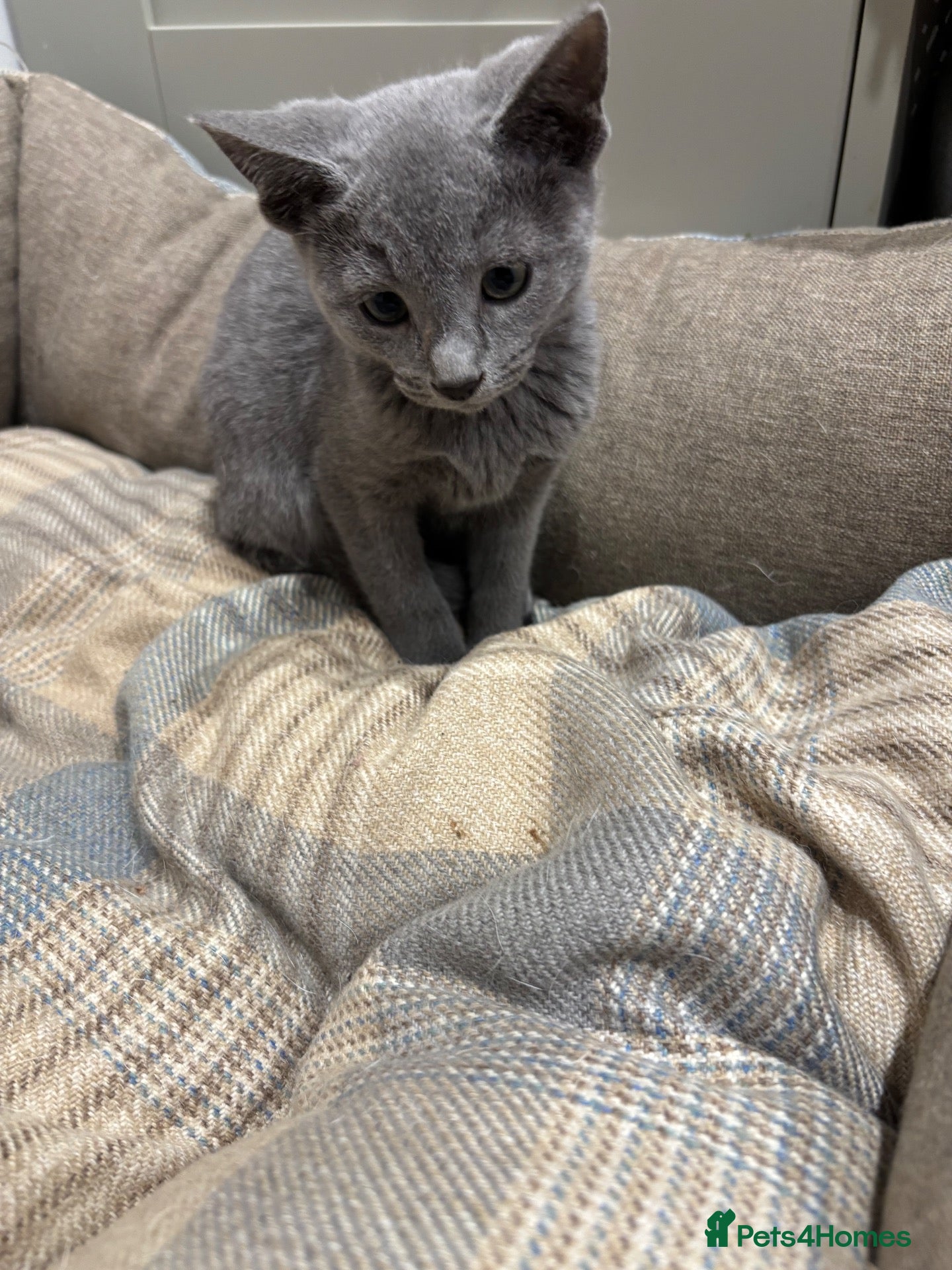 Russian Blue cats Stunning gccf registered Russian blue kittens  - Advert 2
