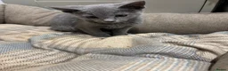 Russian Blue cats for sale: Stunning gccf registered Russian blue kittens  - Advert 2