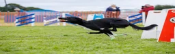 Lurcher dogs for stud: Lurcher - Collie/Whippet Crufts Flyball Champion in Stoke-on-Trent - Advert 12