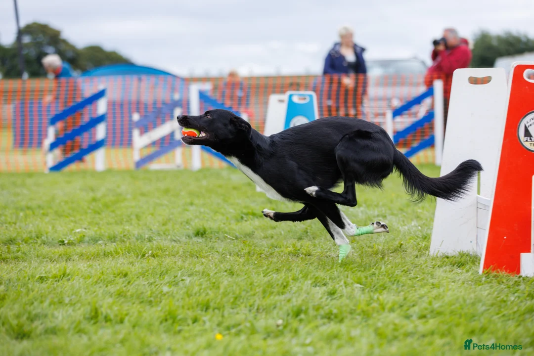 Lurcher dogs for stud: Lurcher - Collie/Whippet Crufts Flyball Champion in Stoke-on-Trent - Advert 12