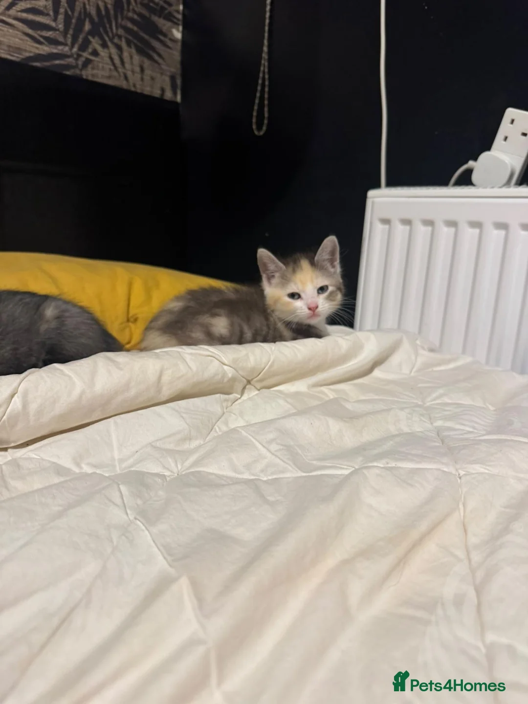 Mixed Breed cats for sale: Sphynx cross kittens - Advert 7