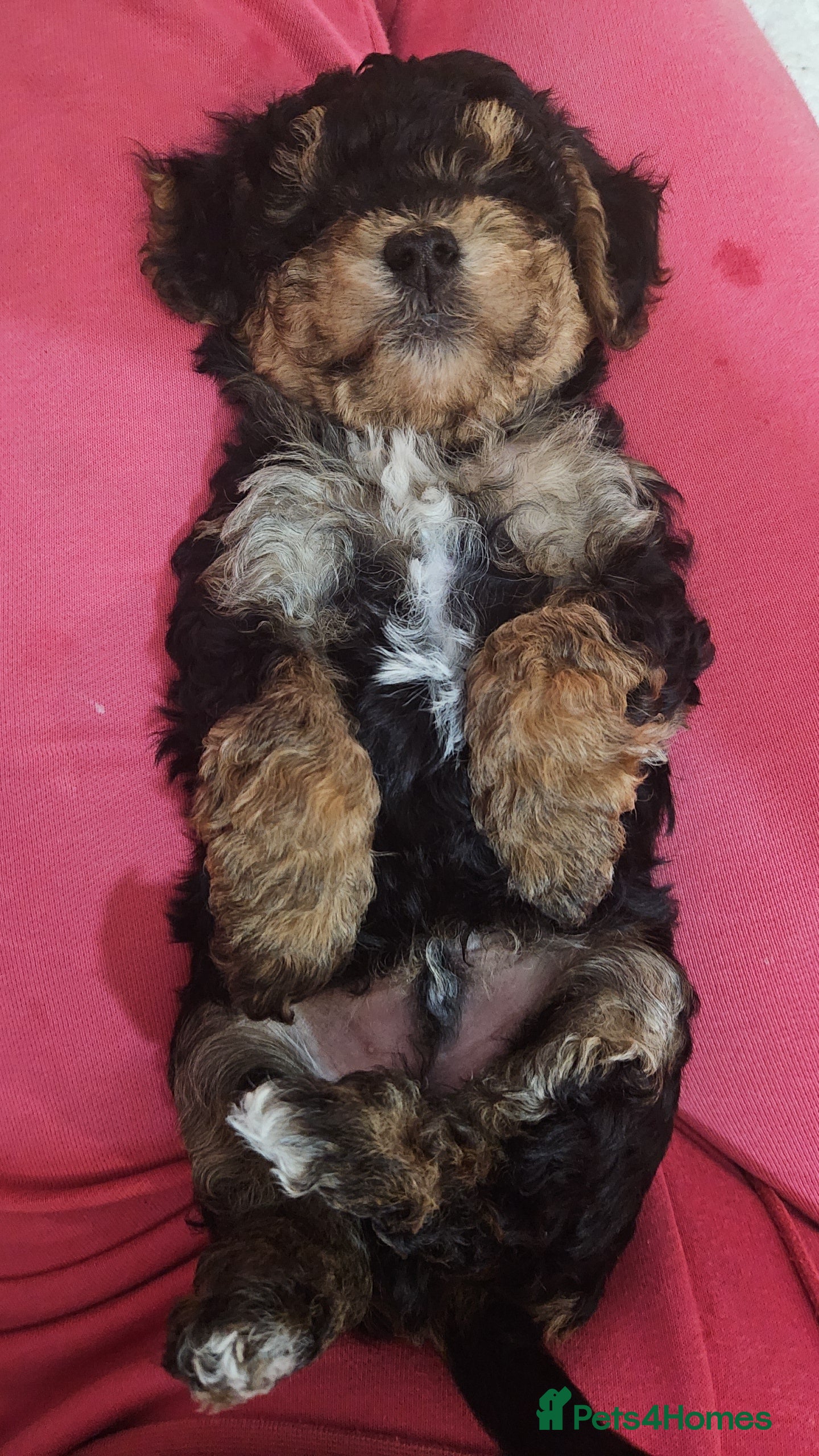 Maltipoo dogs Maltipoo  - Advert 1