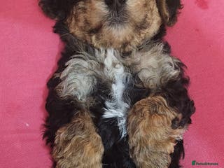 Maltipoo dogs Maltipoo - Advert 1