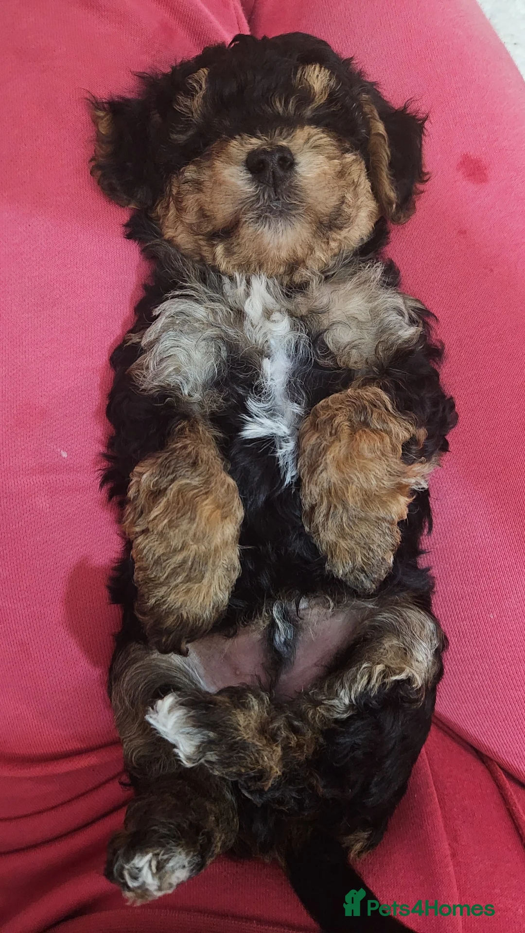 Maltipoo dogs for sale: Maltipoo  - Advert 1