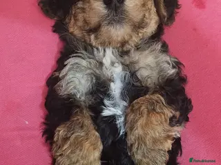 Maltipoo dogs Maltipoo - Advert 2