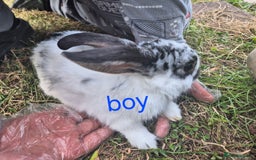 English rabbits for sale: Bunnies available - Image 5