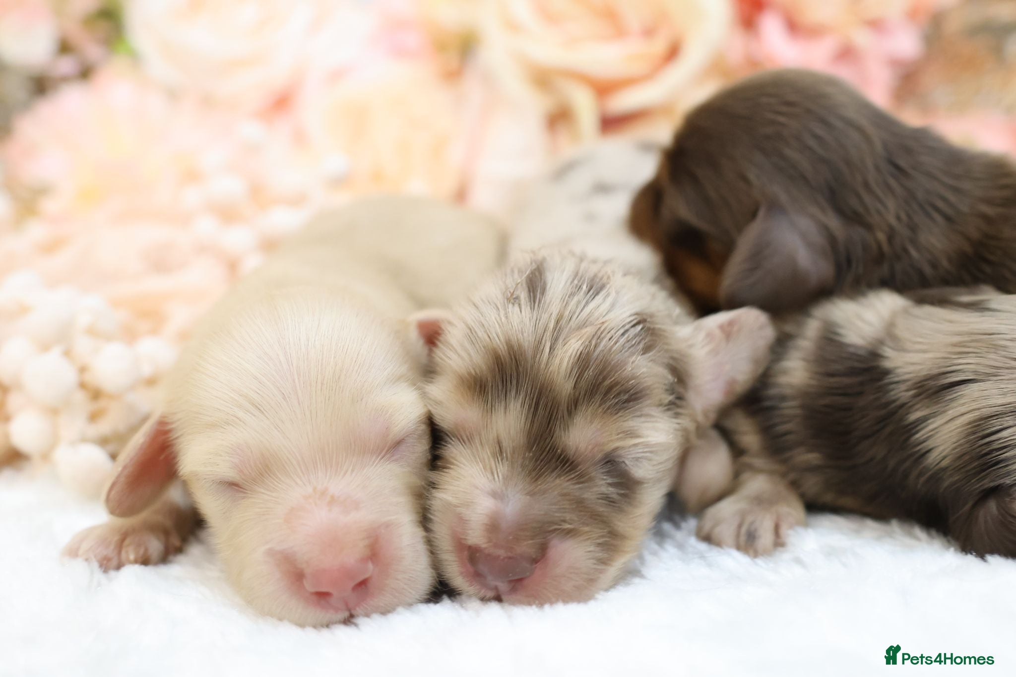 Miniature Dachshund dogs KC Longhair Miniature Dachshunds - Advert 1