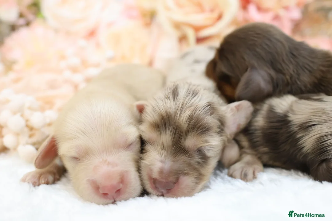 Miniature Dachshund dogs for sale: KC Longhair Miniature Dachshunds - Advert 1