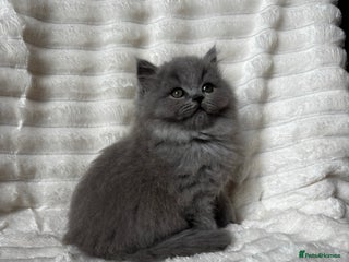 British Longhair cats GCCF REG, HEALTH TESTED BRITISH LONGHAIR KITTEN💎 - Advert 17