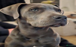 Mixed Breed dogs for sale: 9 month bulldog xspaniel (back up due to let down) - Image 7