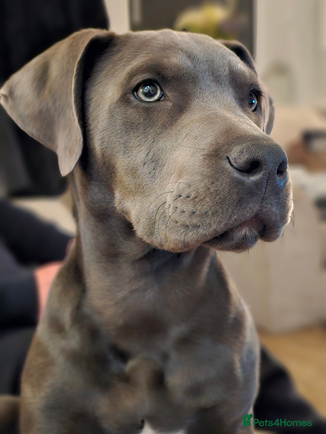 Mixed Breed dogs for sale: 9 month bulldog xspaniel (back up due to let down) - Image 7