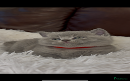 British Shorthair cats for sale: Only 2 girls left ready to go BBSH - Image 14