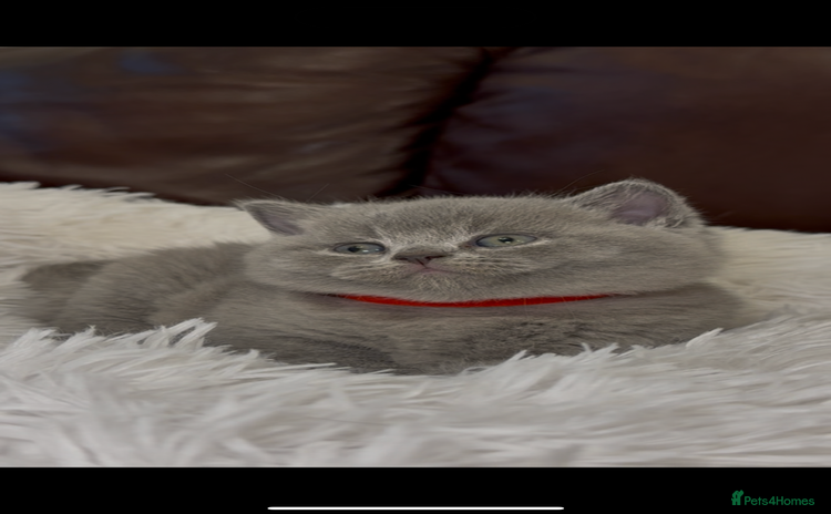British Shorthair cats - Advert 14