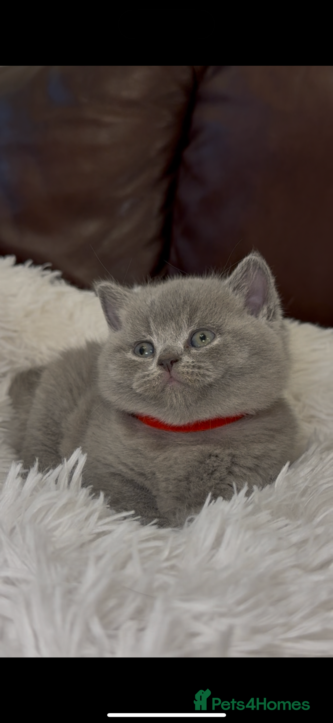British Shorthair cats for sale: Only 2 girls left ready to go BBSH - Image 14