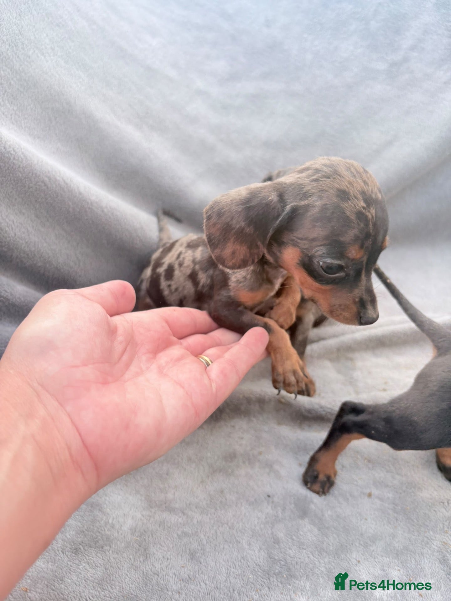Miniature Dachshund dogs Beautiful dachshund puppies  - Advert 1