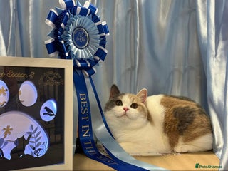 British Shorthair cats - Advert 28