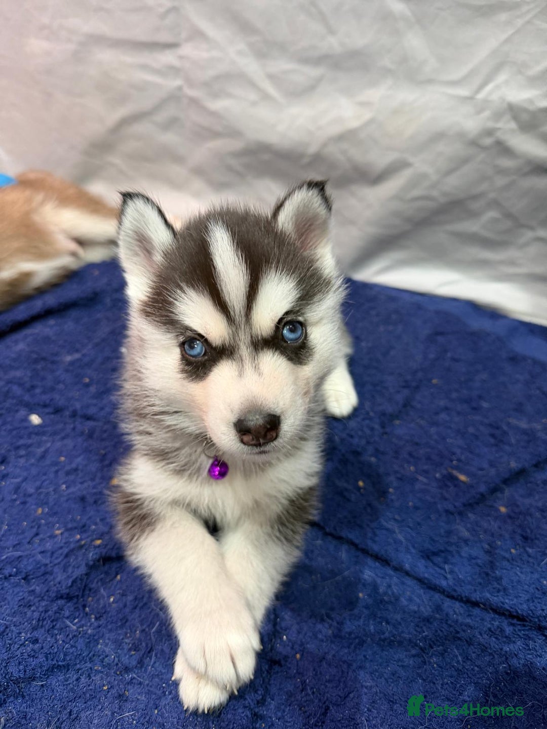 Siberian Husky dogs for sale: Gorgeous Siberian Puppies - Advert 4