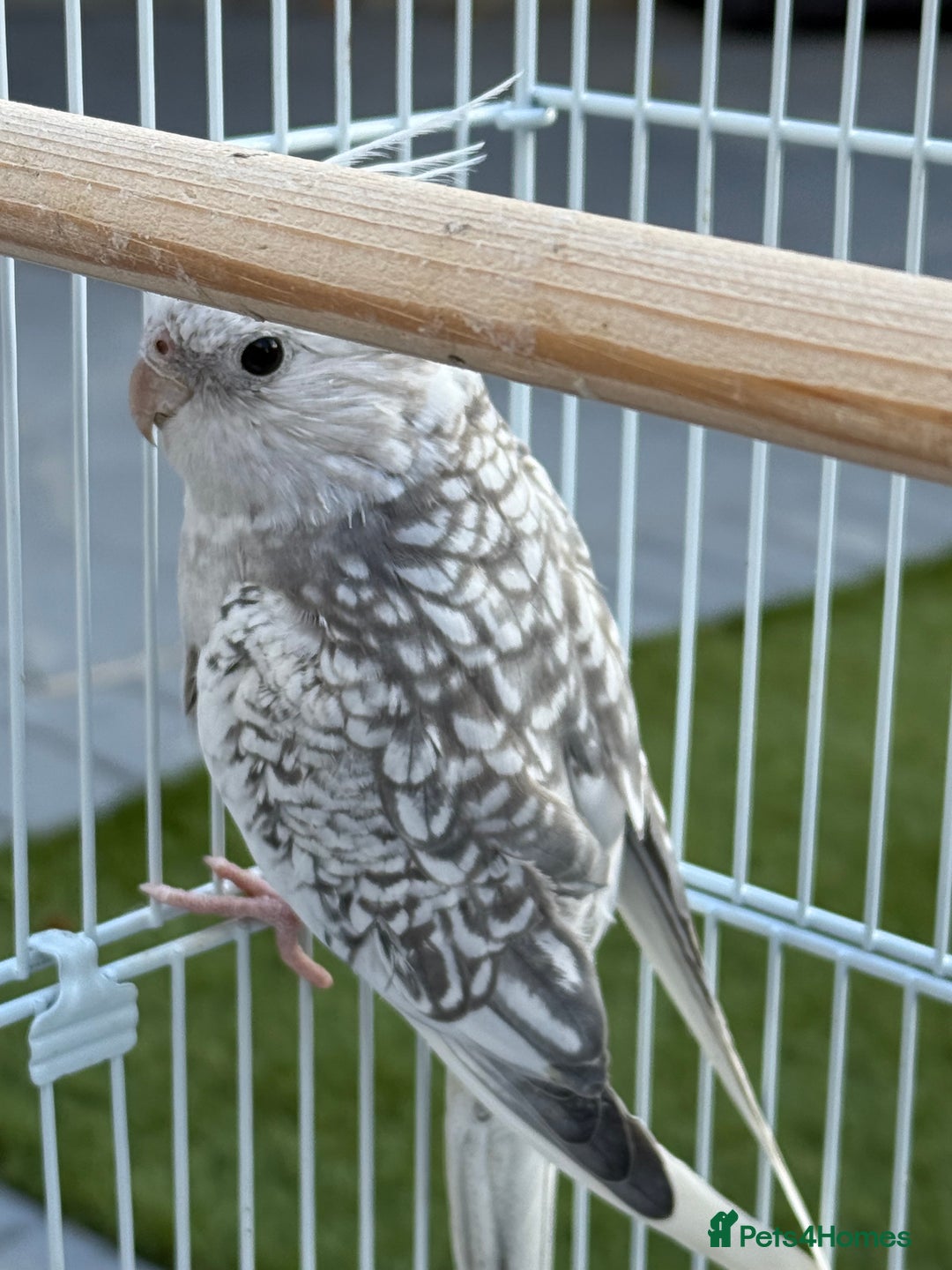 Cockatiels birds for sale: Pair of cockatiels with cage  - Image 4