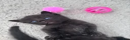 Domestic Shorthair cats for sale: 🐈‍⬛Liquorice litter of kittens🖤 in Wisbech - Advert 4