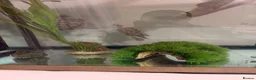 Turtle reptiles for sale: 2x map turtles looking for a new home in Newport - Advert 7