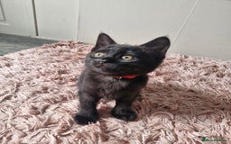 Mixed Breed cats for sale: 6 Beautiful Kittens British Shorthair Calico Cross - Image 16
