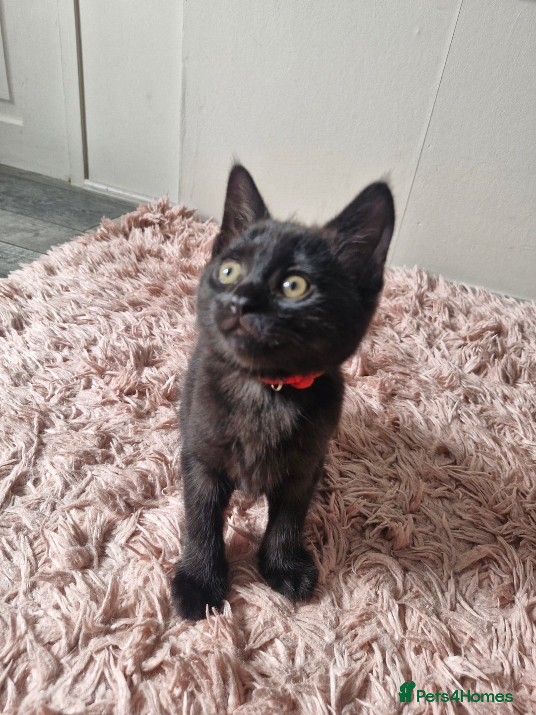Mixed Breed cats for sale: 6 Beautiful Kittens British Shorthair Calico Cross - Image 16
