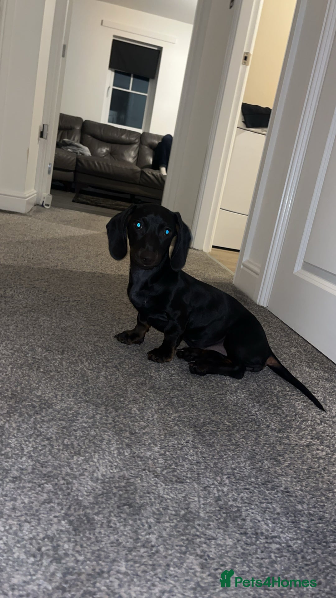 Dachshund dogs for sale: Miniature dachshund  - Image 2