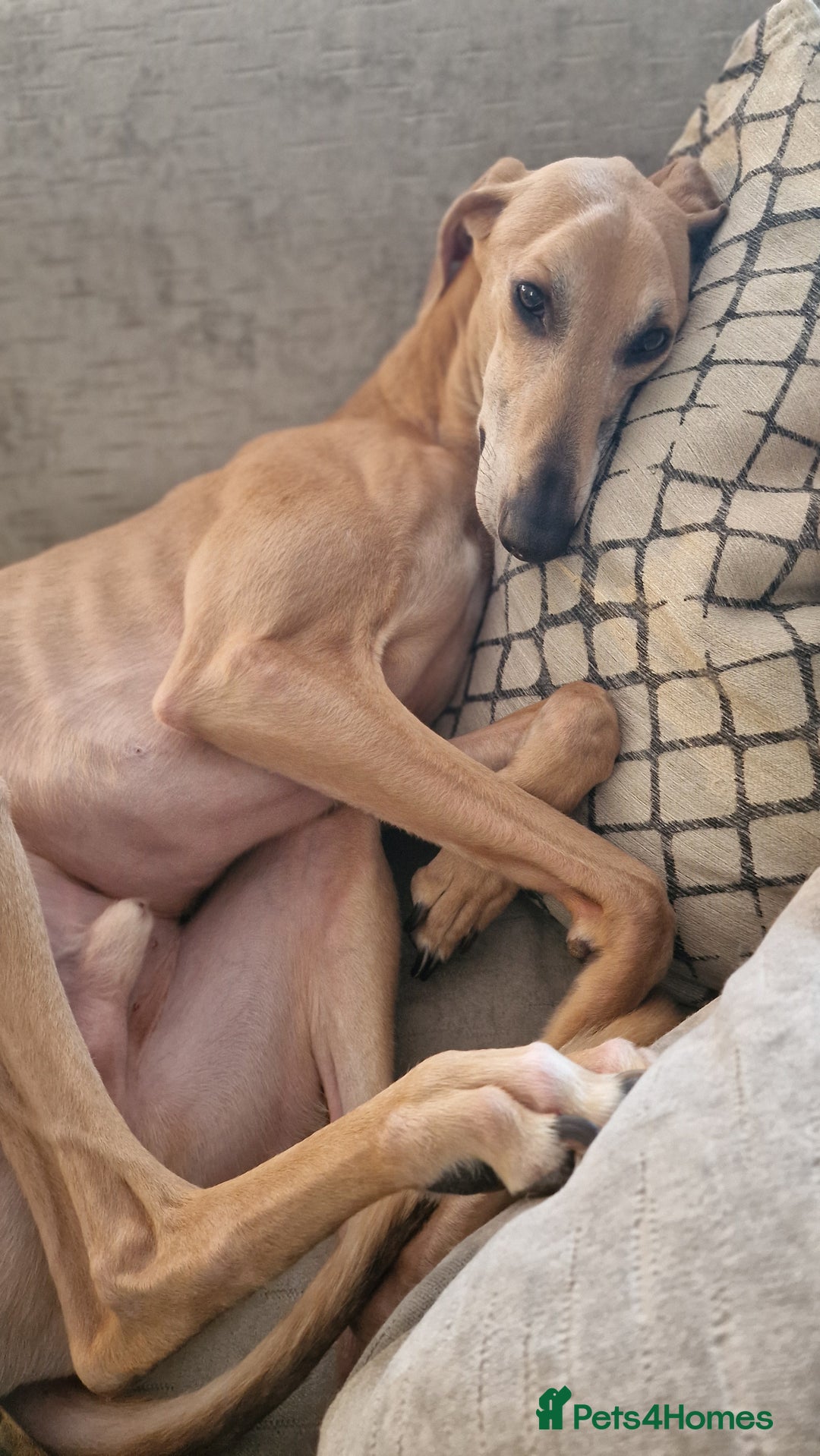 Mixed Breed dogs for sale: Saluki Greyhound Whippet.  - Advert 9