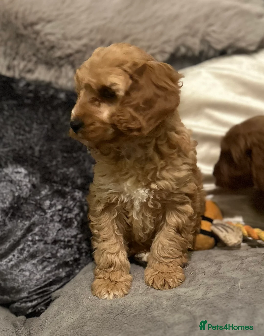 Cockapoo dogs for sale: Cockapoo pupies - Advert 3