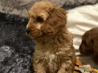 Cockapoo dogs Cockapoo pupies - Advert 1